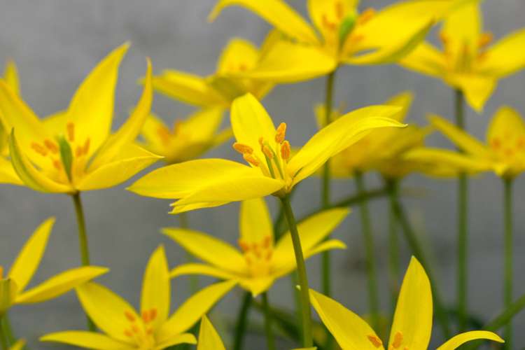 Botanisk Tulipan 'Sylvestris'